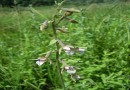 Epipactis palustris ©  Pandion Wild Tours